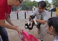 美联社图片：雅加达TNR的努力旨在帮助流浪猫，比如活泼的希塔姆和活泼的阿因芒